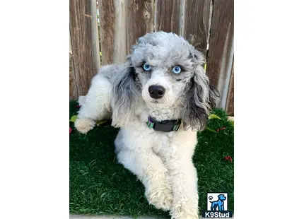 a poodle dog standing on its hind legs